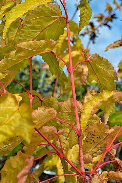 Photo: The Outlaw Gardener