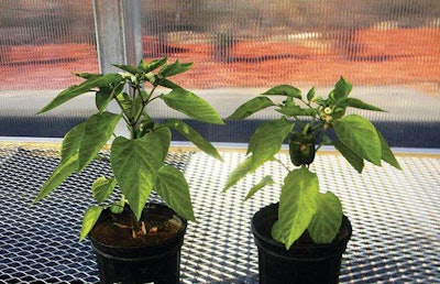 Profile Products says the plant on the left was grown in a mix of 50 percent Profile Lawn & Landscape Porous Ceramic Soil Conditioner and 50 percent potting soil, while the plant on the right was grown in 100 percent potting soil. Photo: Profile Products
