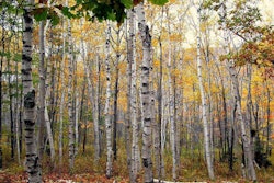 white-birch-stand-inaweofgodscreation
