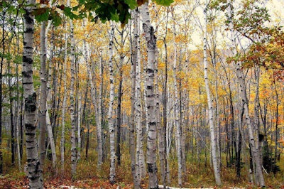 Trees that have novel bark, like white birch, can look beautiful in both the fall and winter. Photo: InAweofGod’sCreation/Flickr