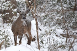 deer-in-snow-heather