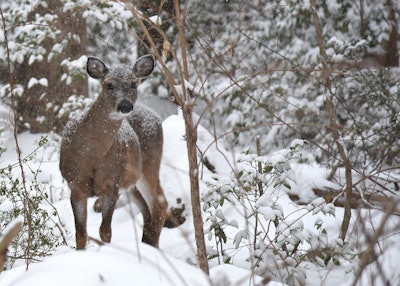When winter weather makes food sources scares, deer can’t afford to be picky. Photo: Heather/Flickr