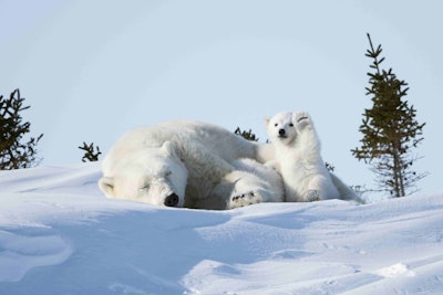 Mum! Mom, say hi! Wave to the camera! Photo: Philip Marazzi/The Comedy Wildlife Photography Awards
