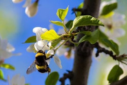 bumble-bee-pixabay