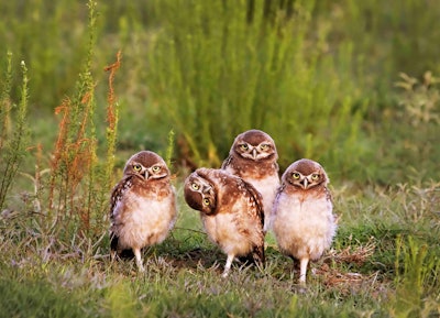We all have that one friend… Photo: Mario Fiorucci/The Comedy Wildlife Photography Awards