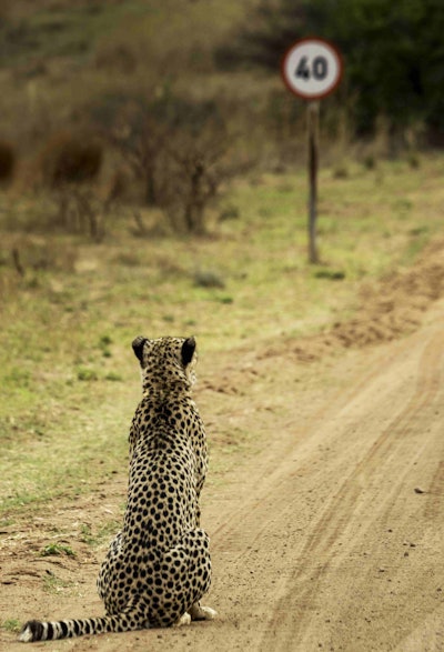 Challenge accepted. Photo: Vaughan Jessnitz/The Comedy Wildlife Photography Awards