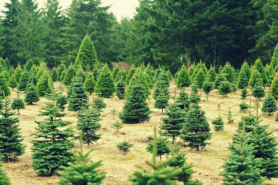 christmas-tree-farm