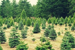 christmas-tree-farm