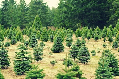 christmas-tree-farm
