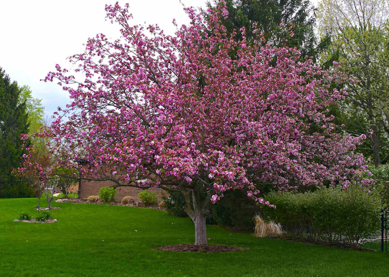 Eight great small trees for landscaping small spaces | Total Landscape Care