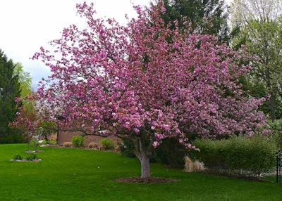 It is important to choose trees that can grow in the given amount of space. Photo: Wplynn/Flickr