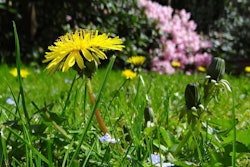 dandelions-field