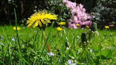 In a survey, landscapers responded that weed control was their most important treatments.