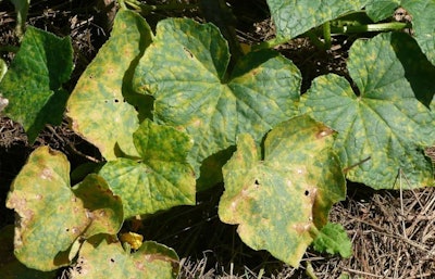Users of PlantVillage will be able to identify plant diseases with a simple picture of the infected plant. Photo: Cristina/Flickr