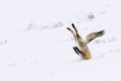 A fox hunting for its breakfast makes a spectacular leap and misses. Photo: Angela Bohlke/The Comedy Wildlife Photography Awards