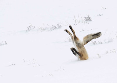 A fox hunting for its breakfast makes a spectacular leap and misses. Photo: Angela Bohlke/The Comedy Wildlife Photography Awards