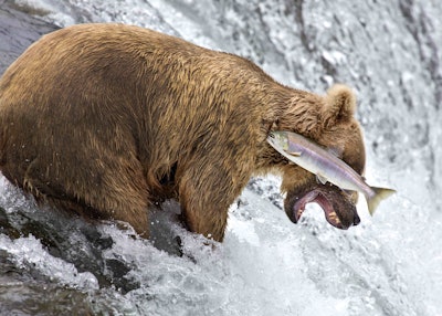 Close but no salmon. Photo: Rob Kroenert/The Comedy Wildlife Photography Awards