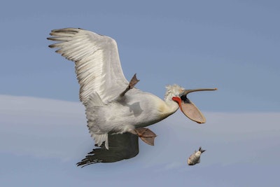 Whoops! There goes lunch. Photo: Nicolas de Vaulx/The Comedy Wildlife Photography Awards