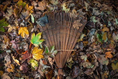 rakie in fall leaves