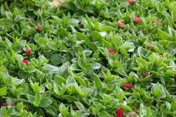 Red Apple ice plant is used as a ground cover on slopes.