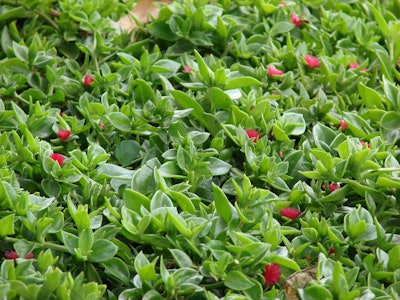 Red Apple ice plant is used as a ground cover on slopes.