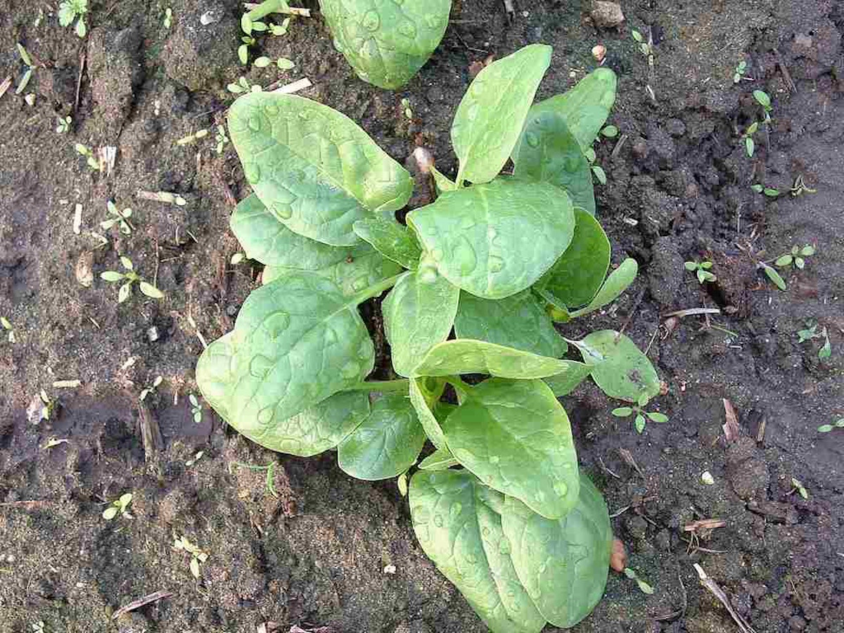 Scientists use spinach to detect explosive compounds Total Landscape Care
