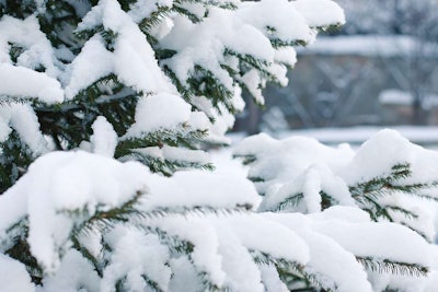 Spruce tree with snow on it