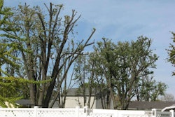 topped-tree-missouri-botanical-garden