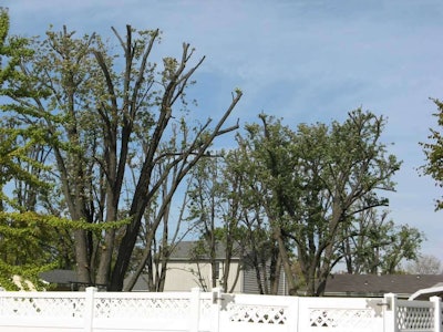 Topping leaves open wounds on trees and can lead to their slow decline and death. Photo: Missouri Botanical Garden