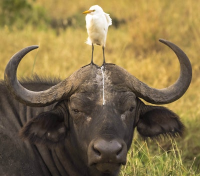 Sometimes you’re the bird and sometimes you’re the cape buffalo. Photo: Tom Stables/The Comedy Wildlife Photography Awards