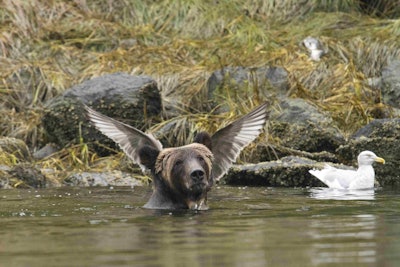 This bear posing decides to wing it. Photo: Adam Parsons/The Comedy Wildlife Photography Awards