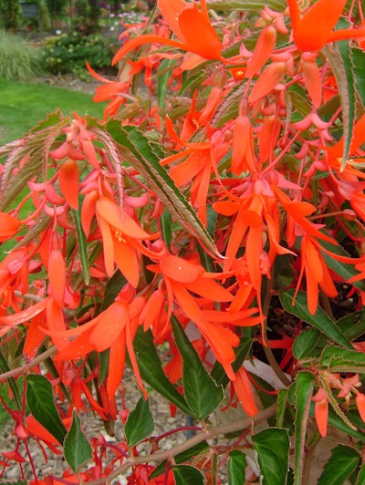 Nothing says “Flame” like this Bonfire Begonia. Not only does it have great color, but unlike most begonias, it’s also heat and sun tolerant.