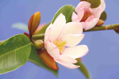 Fairy Magnolia ‘Blush’ combines the soft pink of Pale Dogwood and the rich brown of Hazelnut