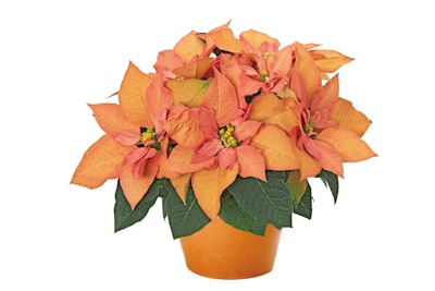 Photo: Ball Horticulture Company