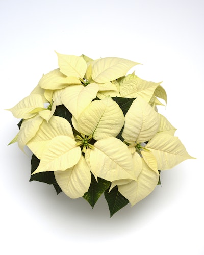 Photo: Ball Horticulture Company