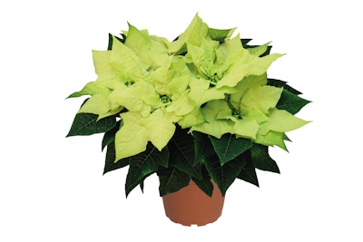 Photo: Ball Horticulture Company