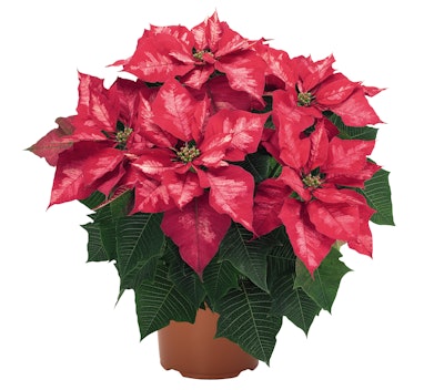 Photo: Ball Horticulture Company