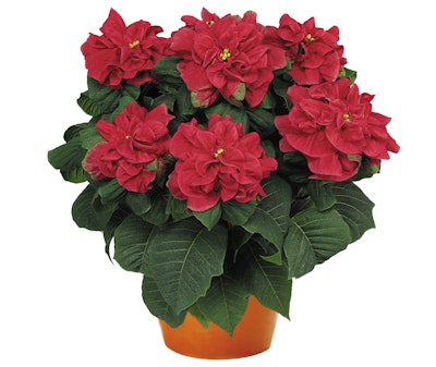 Photo: Ball Horticulture Company