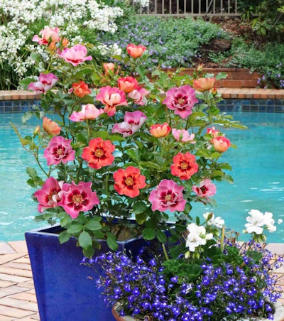 Sweet Spot Decorator Rose ‘Calypso’ offers a range of ever-changing colors.