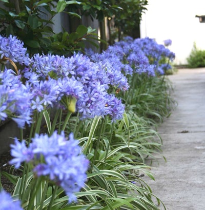 Thunder Storm agapanthus is easy care and drought tolerant once established.