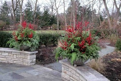 winter-container-the-hortiholic
