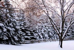 evergreen-winter-interest-rachel-kramer