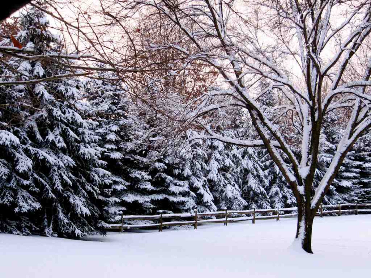 Five evergreen that provide great winter interest | Total ...