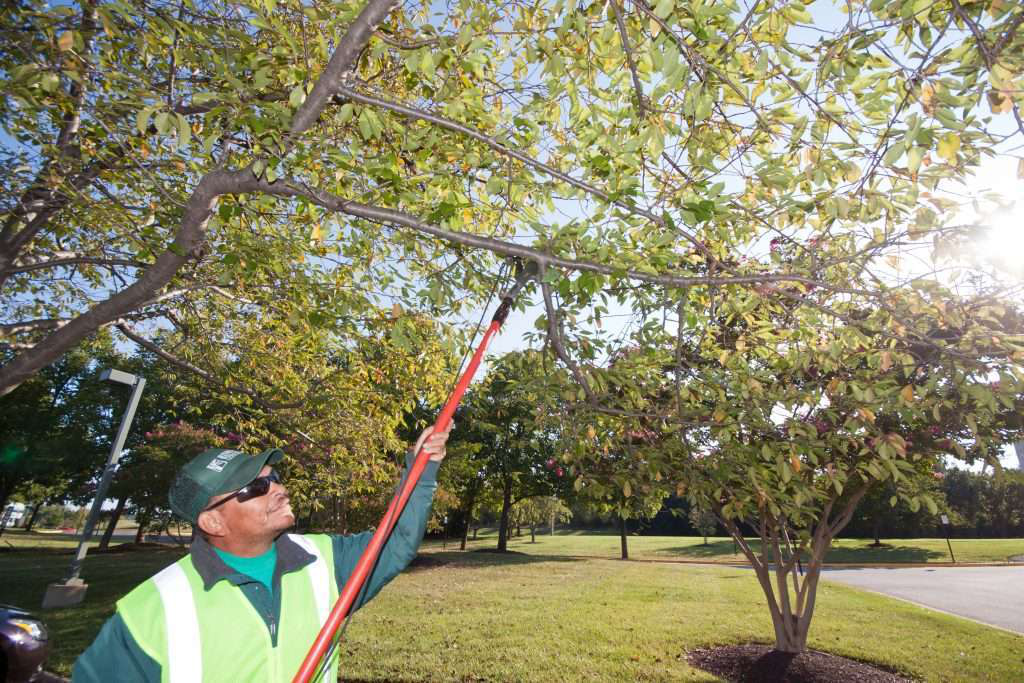 Landscape Professional Trimming a Tree