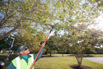 Landscape Professional Trimming a Tree