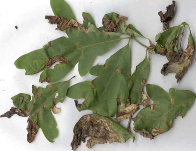 Anthracnose Of Trees140