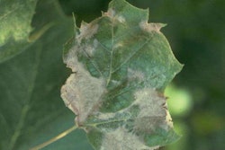 Lead.anthracnose.sycamore