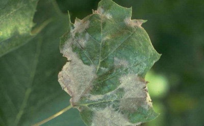 A sycamore leaf infected with anthracnose. Photo: William Jacobi, Colorado State University, Bugwood.org