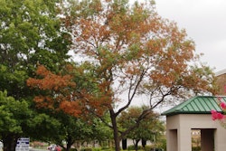 Oak wilt symptoms vary depending on the species of oak tree. Photo: Preservation Tree