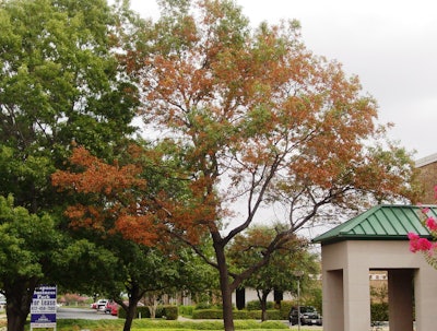 Oak wilt symptoms vary depending on the species of oak tree. Photo: Preservation Tree